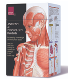 FL335 Anatomy and Physiology Flash Cards