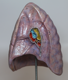 0193-00 Human Lungs Naturalistic